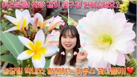 인플루언서 [네이버 인플루언서] 여러분들 ~! 농장팀 막내와 함께하는 하우스 꽃나들이 구경오세요 !! 여러분 닮은 예쁜 꽃들이 기다린답니다 !!!