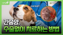 네이버 인플루언서 [네이버 인플루언서] 간종양, 수술없이 치료하는 방법｜본동물의료센터 [알려주개]