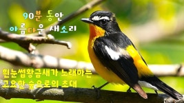 새소리 너모 이뿐데 너네들두 듣구가 - 조류 마이너 갤러리