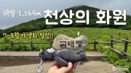 네이버 인플루언서 [네이버 인플루언서] 천상의 화원 🪻강원도 인제 곰배령🌻 지금 야생화 절정!! (점봉산 곰배령 등산 트레킹... 