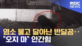 반달가슴곰 문제가 이젠 반농담할 시기는 지난 듯 - 등산 갤러리