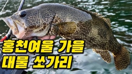 네이버 인플루언서 [네이버 인플루언서] [20241005] 홍천강 여울 가을 대물 쏘가리낚시