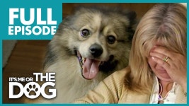 Six Spoiled Dogs Destroying Family: Minagerie | Full Episode | Its Me or The Dog - YouTube ✂️ This is Victoria Stilwell.