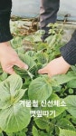 석막리꽃농장 (원예치유활동가) - YouTube