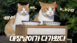 네이버 인플루언서 [네이버 인플루언서] 대장 고양이가 약한 친구를 노리고 있다... 일촉즉발의 상황🚨