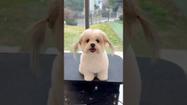 네이버 인플루언서 [네이버 인플루언서] 강아지가 외출 준비 하는 과정