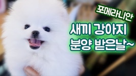 [Vlog] 동생에게 포메라니안 강아지를선물했어요~ (feat 디바제니, 보니)ㅣ디바제시카 | Doovi [Vlog] 동생에게 포메라니안... 