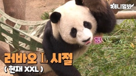 애니멀봐 러부지 나온다 - 바오패밀리 마이너 갤러리