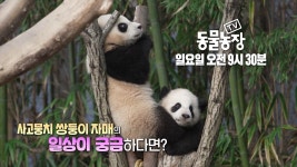 동물농장 예고 떴다 - 바오패밀리 마이너 갤러리