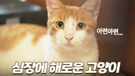 네이버 인플루언서 [네이버 인플루언서] 집밥 먹고 사랑받더니 심장에 해로운 고양이가 된 팡이 | 상위 1% 미묘다...