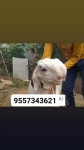 Jamunapari chambal Goat farm - YouTube