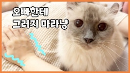 네이버 인플루언서 [네이버 인플루언서] 배아픈 아들 배 마사지 해주다 릴리에게 오해받은 억울 박집사
