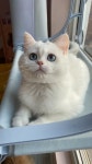 Precious Plush Kittens - YouTube
