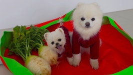 네이버 인플루언서 [네이버 인플루언서] 루퐁이네 김장하는 날! 우리가 빠질 수 없지