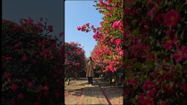 네이버 인플루언서 [네이버 인플루언서] #산방산뷰카페#제주서귀포동백꽃 #제주서귀포카페 #제주서쪽카페 #제주동백꽃명소 #제주1월여행... 