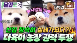 몇개월 전 동물농장에 출연한 창슥이 - 더불어민주당 마이너 갤러리