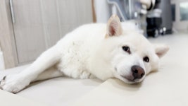 네이버 인플루언서 [네이버 인플루언서] 세상에 이렇게 귀엽고 착한 강아지가 있을까요?