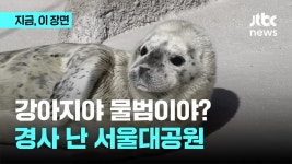 강아지야 물범이야? - 성시경 갤러리 강아지야 물범이야?  - 성시경 갤러리