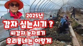 네이버 인플루언서 [네이버 인플루언서] 씨감자 눈자르기 눈따기 감자 심는시기 충북 괴산 풀뿌리농장 자연특별시괴산 자연울림 수미감자... 
