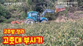 네이버 인플루언서 [네이버 인플루언서] 괴산청결고추 고추밭 정리 트랙터로 부셔부셔 고춧대 파쇄 충북 괴산 감물면 풀뿌리농장 석성수... 