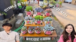 네이버 인플루언서 [네이버 인플루언서] 남매의 수다와 함께하는 손님 화분 다육이 분갈이 시간~~