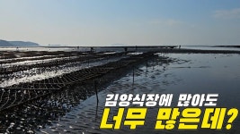 네이버 인플루언서 [네이버 인플루언서] 김양식장 사이사이를 두드리면 잡을 수 있는 이것?! +먹방 / 진산리어촌계갯벌체험장
