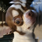 봉순이 - YouTube 봉순이