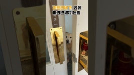 네이버 인플루언서 [네이버 인플루언서] 너무 곱게 자란 리트리버ㅜㅜ #리트리버 #개상전 #지팔지꼰