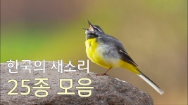새소리 25종 - 소확행 미니 갤러리