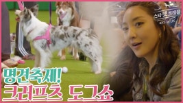 지상 최대 명견축제 크러프츠 도그쇼_스타 펫 트래블 바다 in UK 1회 | Doovi 지상 최대 명견축제 크러프츠 도그쇼_스타 펫 트래블 바다 in... 