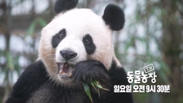 담주 동농 예고 떴네 - 바오패밀리 마이너 갤러리