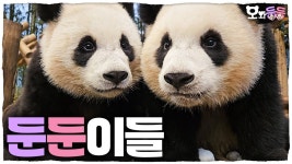오와둥둥 올라왔다.~!! - 바오패밀리 마이너 갤러리 오와둥둥 올라왔다.~!!  - 바오패밀리 마이너 갤러리