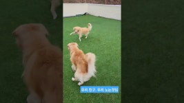 애견카페도그휴 - YouTube