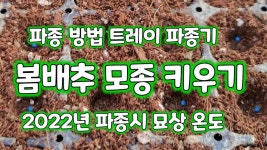 네이버 인플루언서 [네이버 인플루언서] 풀뿌리농장의 봄배추