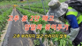 네이버 인플루언서 [네이버 인플루언서] 풀뿌리농장의 고추줄치기