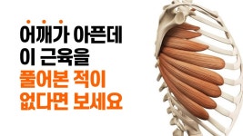 재갤러 근육기능검사 해설 3 - 재활 마이너 갤러리