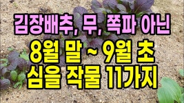 네이버 인플루언서 [네이버 인플루언서] 8월 말 ~ 9월 초 심을 작물 11가지(김장배추, 무, 쪽파 아닌)