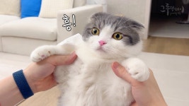 네이버 인플루언서 [네이버 인플루언서] 집에 늦게 들어왔더니 왕삐진 고양이 반응