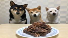 네이버 인플루언서 [네이버 인플루언서] 꿘주부의 강아지오리목뼈