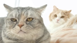 네이버 인플루언서 [네이버 인플루언서] 디디와 티티는 사실 굉장히 친합니다