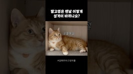 네이버 인플루언서 [네이버 인플루언서] 암컷고양이는 다 이런가요?