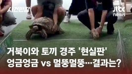 토끼와 거북이 - 프로그래밍 갤러리