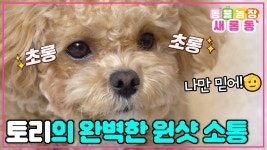 인 급똥에 시각장애인 천재 반려견.. 할리 분발해라 - 블랙핑크 갤러리