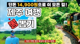 제주 여행코스 경비 확실히 줄이는 방법✈️ 제주올패스 가볼만한곳 w. 에코랜드, 아침미소목장, 다이나믹 메이즈, 제주 목장카페 jeju island