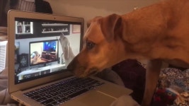 최선을 다해 울부짖는것 - 노래연습 마이너 갤러리