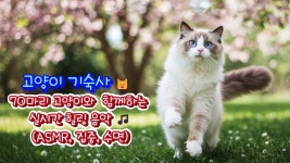 고양이들과 힐링 음악🎵 70마리 고양이 기숙사 실시간 음악 방송 (ASMR, 힐링, 집중) - YouTube 고양이들과 힐링 음악🎵  70마리 고양이... 