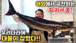 네이버 인플루언서 [네이버 인플루언서] 유튜브 최초! 해외에서 극찬하는 최고급 생선이 우리나라에 대물 사이즈로 잡혔다!!
