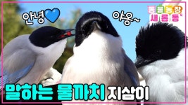 성질 드러운 공룡을 길들인 인간 - 공룡 마이너 갤러리