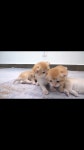 Kittens Ducklings Lovely - YouTube