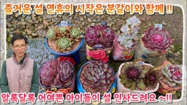 네이버 인플루언서 [네이버 인플루언서] 어여쁜 다육이들 분갈이 보시고, 행복 가득한 설 연휴 보내세요~~^^ (28~30일은 휴무입니다 !)